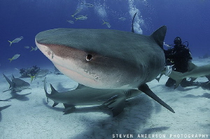 Seeing eye to eye at Tiger Beach - Bahamas by Steven Anderson 